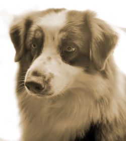 Close-up portrait of dog