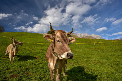 Cows grazing on hill by mountain against sky