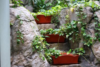 Potted plants on steps