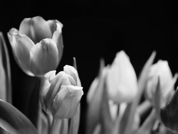 Close-up of tulips against black background