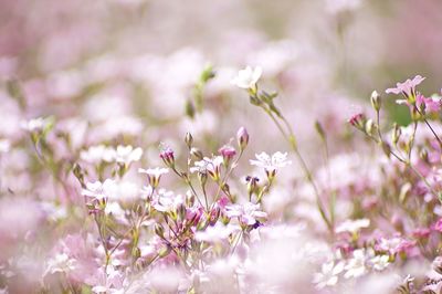 Close-up of pink flowers blooming outdoors