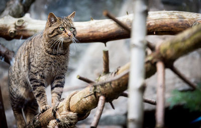 Close-up of cat on tree