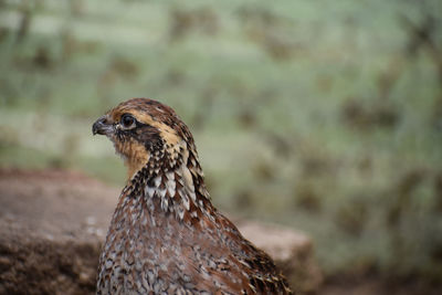 Close-up of a bird looking away