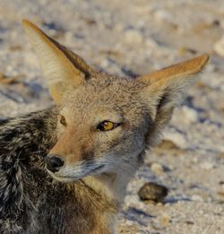 Portrait of a balck-backed jackal inetosha, a national park of namibia