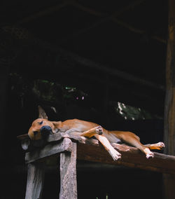 View of an animal on wood