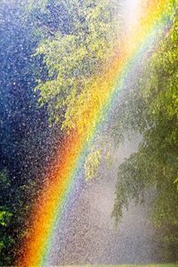 Rainbow over trees