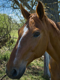 Close-up of a horse on field