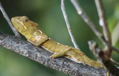 Close-up of lizard on tree branch