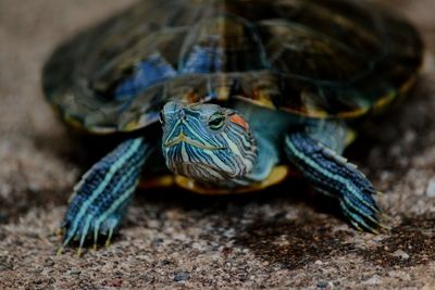 Close-up of tortoise