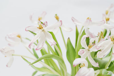 Close-up of cherry blossom against white background
