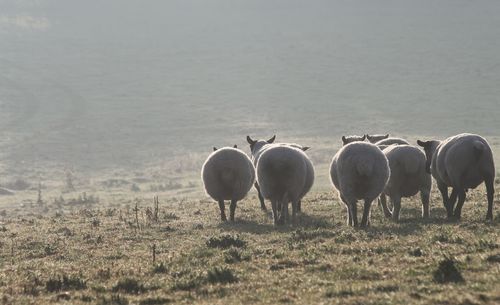 Sheep grazing in a misty  field