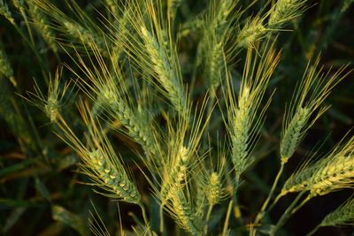 Close-up of plant