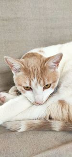High angle view of cat sleeping