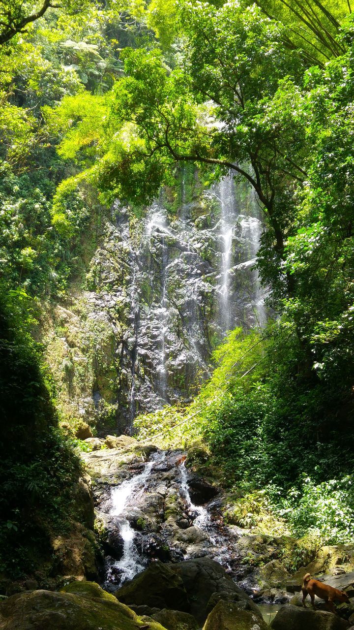 water, flowing water, waterfall, nature, beauty in nature, tree, motion, flowing, rock - object, growth, green color, plant, forest, scenics, moss, tranquility, stream, day, long exposure, tranquil scene