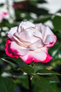 Close-up of pink flower blooming outdoors