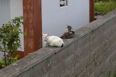 Portrait of a cat sitting against the wall