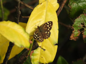 Close-up of butterfly pollinating on yellow leaves