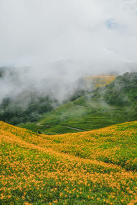 Scenic view of yellow flowering field against sky