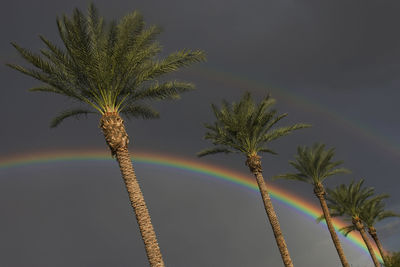 Low angle view of coconut palm tree against sky