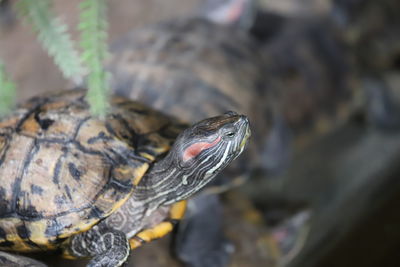 Close-up of turtle