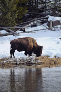 View of a duck in the water