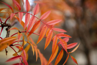 Autumn landscape photography, mountain ash in full beauty, illuminated by the colors of autumn. 