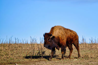 Horse grazing on field against clear sky