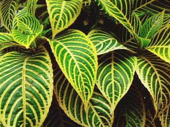 Full frame shot of green leaves