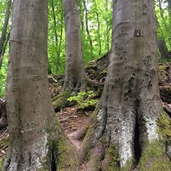 Trees in forest