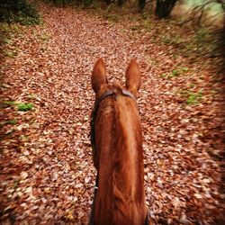 Rear view of dog in water