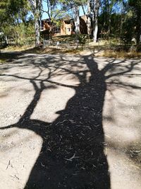 Shadow of tree