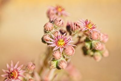 Close-up of pink flowering plant