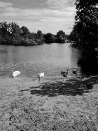 High angle view of swans in lake