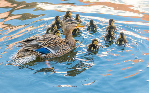 High angle view of ducks swimming in lake