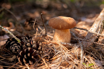 Close-up of mushrooms growing on field