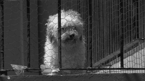 Close-up of dog against wall