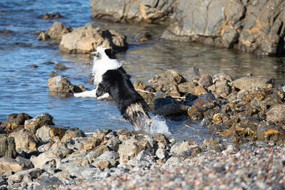 Dog playing in water at beach