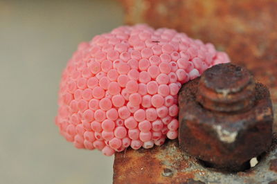 Close-up of pink eggshells by rusty nut on railing