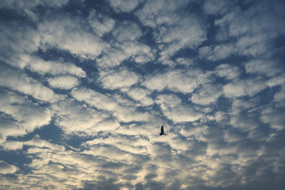 Low angle view of silhouette birds flying against sky