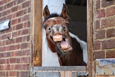 Close-up of horse neighing at stable