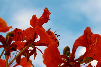 Low angle view of red flowering plant against sky