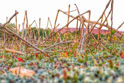 Close-up of dry plants on land against sky