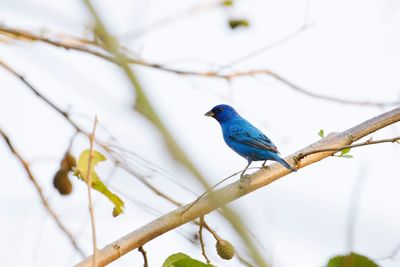 Low angle view of bird perching on branch