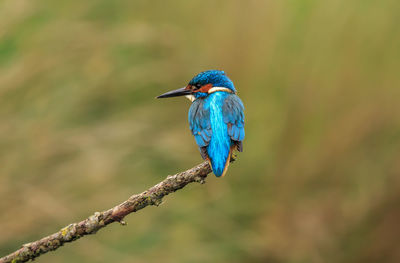 Close-up of kingfisher perching on branch