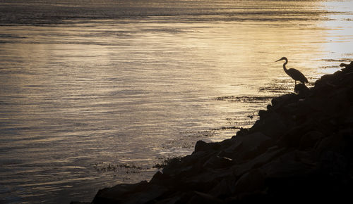 Silhouette birds on rock at beach