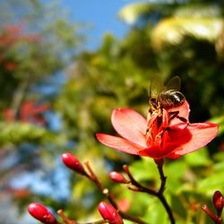 Close-up of bee on red flower