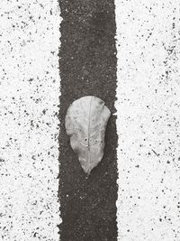 High angle view of autumn leaf on street
