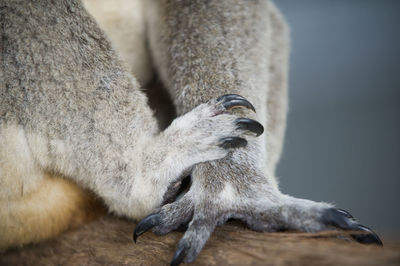 Close-up of koala bear