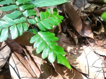 High angle view of plant leaves on field