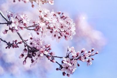 Low angle view of cherry blossom tree